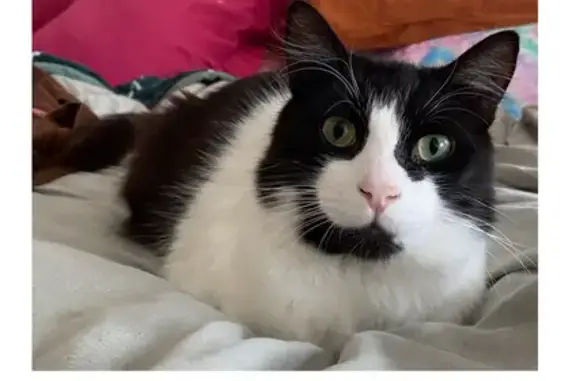 Lost pets Darebin, photo: Lost male cat, Penola Street, Darebin - black and white tuxedo