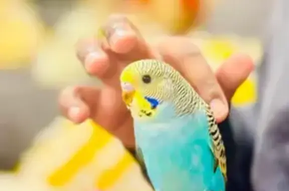 Lost pets Melbourne, photo: Lost male bird, Knox City, Melbourne - bright blue and yellow