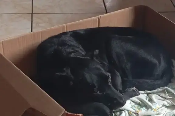 Cachorro perdido Fêmea (brl002550) - photo