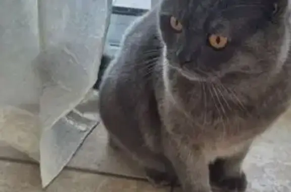 Perdu Chat homme, Rue du Bosquet, Rosières, Carmaux - british shorthair - photo
