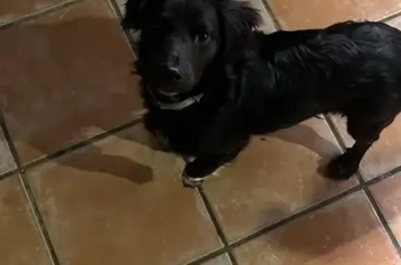 Perdido perro masculino, Olvera, Algeciras - negro entero con una pata blanca - photo