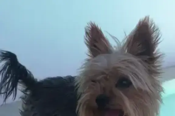 Perdido perro masculino, Barrio Majaneque, 119, Cordoba - photo