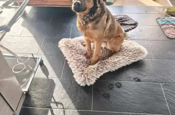 Chien perdu, Trans-la-Forêt, Bretagne - croisé labrador, malinois - photo
