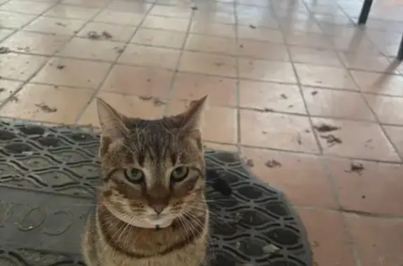 Animaux trouvés Villeneuve-lès-Avignon, photo: Trouvé Chat, Villeneuve-lès-Avignon - Gris tigré avec collier rose