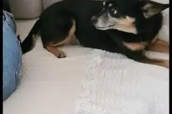 Chien perdu, Chemin de Courson, Bons-en-Chablais - femelle de 16 ans - photo