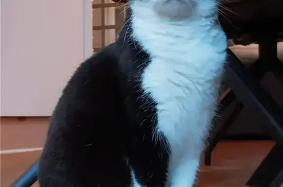 Chat perdu, Vannes, photo: Chat perdu, Tiez Névez, Landivisiau - femelle noire et blanche