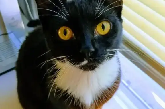 Lost female cat, Elmwood Avenue, Charleston - black-and-white tuxedo - photo