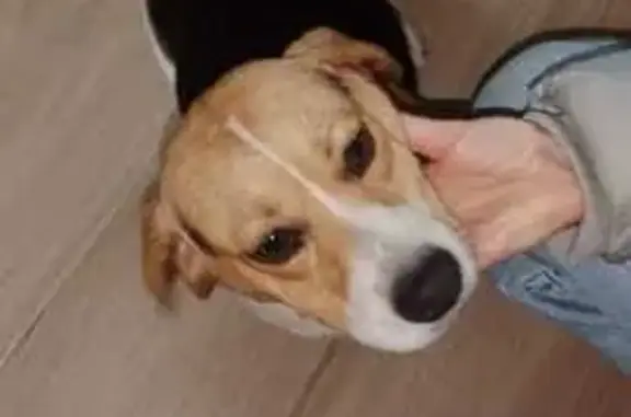 Perro encontrado Macho, Vigo (...