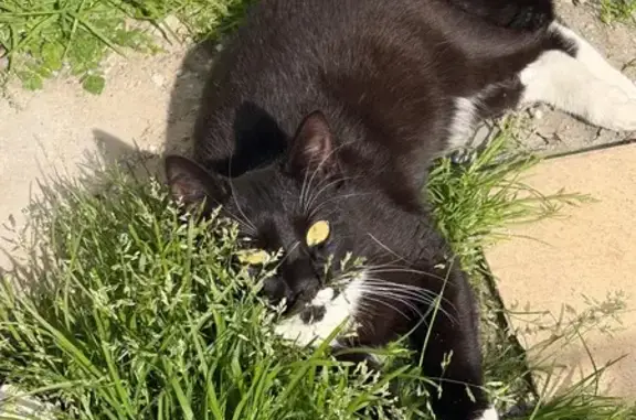Animaux perdus Lens, photo: Perdu Chat homme, Rue du Maréchal Lyautey, Calais - Leeloo noir avec moustache blanche