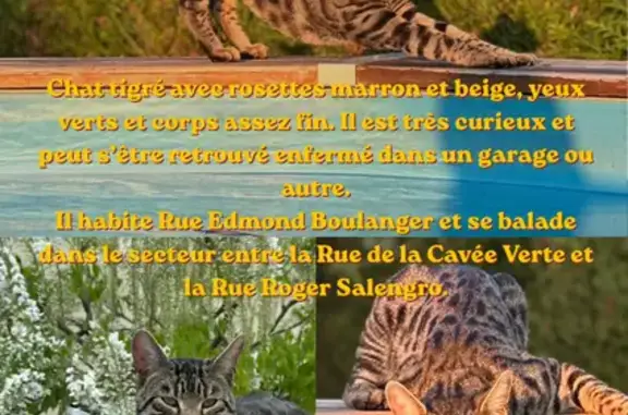 Chat perdu, Rue Edmond Boullanger, Le Havre - pelage tigré avec rosettes - photo