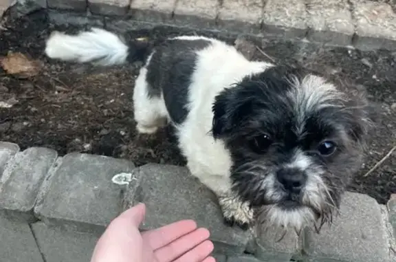 Зникла собака, Чумацький провулок, 13, Київ — шитцу на ім’я Мія - photo