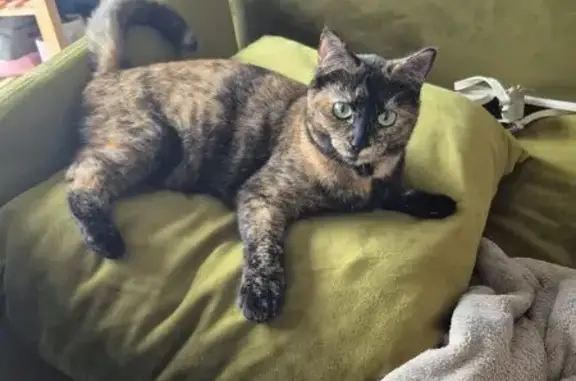 Animaux perdus Toulouse, photo: Chat perdu, Rue Antonin Peyrillous, Toulouse - chatte écaille de tortue