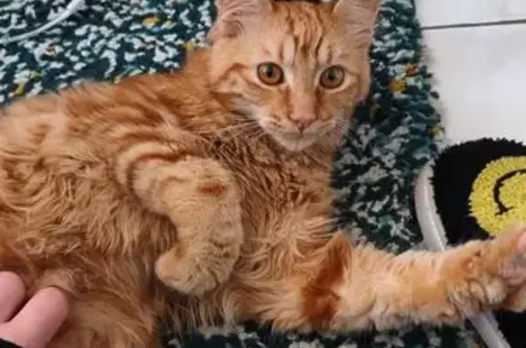Chat trouvé Bordeaux, photo: Trouvé chat mâle, Toulouse, Occitanie - roux cuivré non pucé