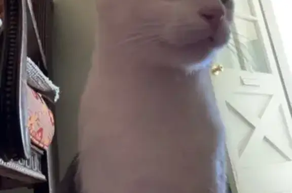 Lost male cat, Helmsdale Avenue, La Puente - green eyes and skinny - photo