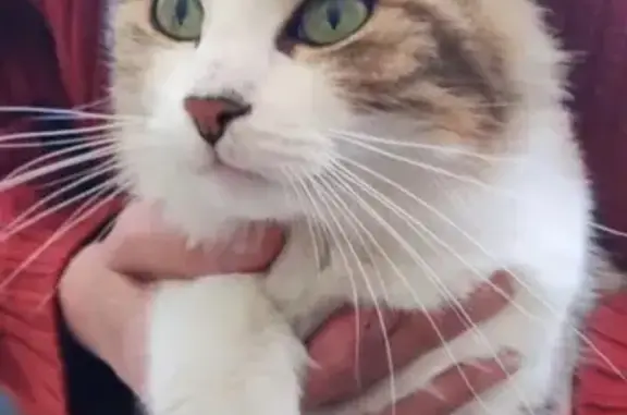 Animaux trouvés Scorbé-Clairvaux, photo: Trouvé Chat femme, Grand Rue, 38, Scorbé-Clairvaux