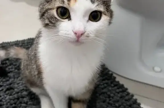 Animaux perdus Paris, photo: Chat perdu, femme, Roinville, Paris - collier gris type seresto