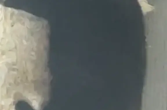 Missing cat Taree, photo: Lost female cat, Cowper Street, Taree - fully black