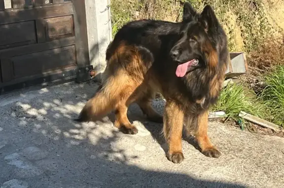 Chien trouvé Mantes-la-Ville, photo: Trouvé Chien, Chemin de Mantes à Guerville, Mantes-la-Ville