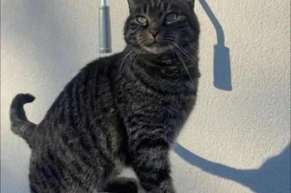Chat perdu, Châteauneuf-d'Ille-et-Vilaine, photo: Chat perdu, Boulevard de la Rance, Châteauneuf-d'Ille-et-Vilaine - chatte tigrée grise