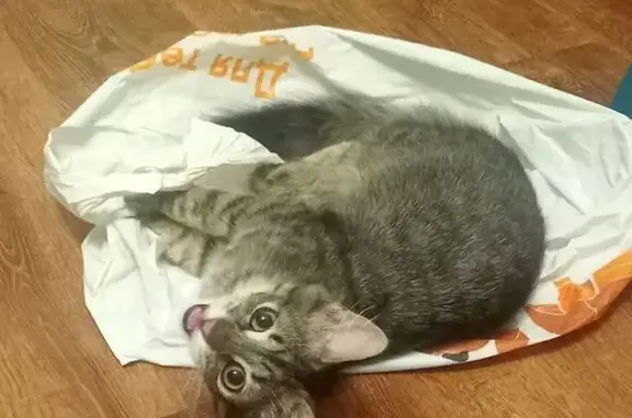 Зник кіт, вулиця Розточчя, 7, Львів - дуже лякливий - photo