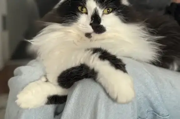 Lost female cat, Gardenia Street, Cardinia - black and white, very fluffy - photo