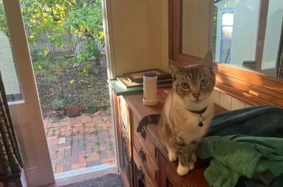 Lost male cat, Welsby Street, Ipswich - cream tabby with blue eyes - photo