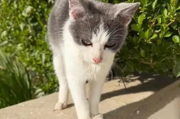 Animaux trouvés Douchy-les-Mines, photo: Trouvé Chat, Wierre-Effroy, Douchy-les-Mines