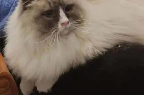 Animaux trouvés Cabourg, photo: Trouvé chat, Avenue Charles de Gaulle, Cabourg - type ragdoll