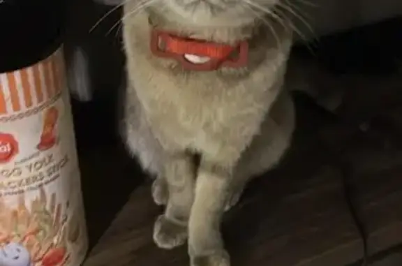 Dream is a very small cat with a grey coat. She has a few orange and white spots in a tortoiseshell pattern. She likely escaped through a window grate and wandered through the corridors of our HDB but she hasn’t been found as we’ve searched every floor hallway since she went missing.