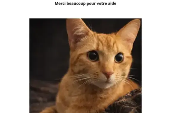 Perdu Chat homme, Rue Paul Fournier, 8 Bis, Mayet - roux adorable - photo