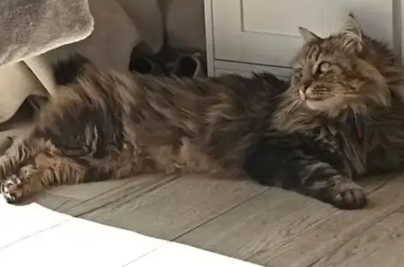 Chat perdu, Elne, photo: Chat perdu, Route d'Ortaffa, 1, Elne - mâle stérilisé et tatoué