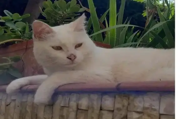 Chat perdu, Rue Kosma, Nice - tout blanc, il lui manque une canine - photo