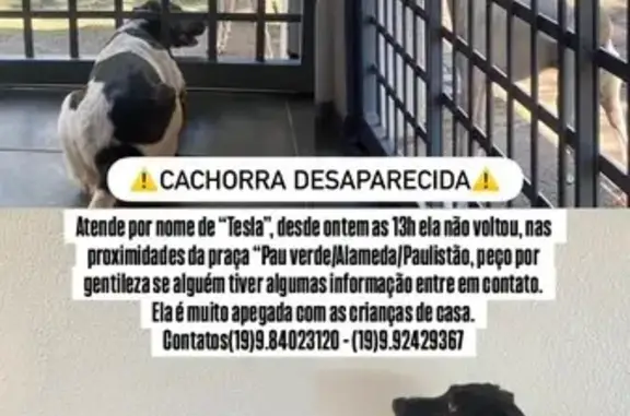 Cachorro perdido Fêmea (brl002...