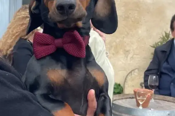 Chien perdu, Route de Bazas, 25, Aillas, Grignols - teckel noir - photo