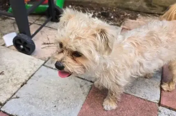 Found dog Miami, photo: Found male dog, Southwest 208th Street, Miami - blue collar