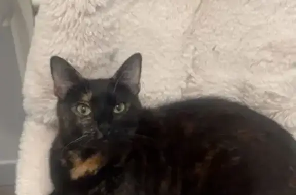 Animaux perdus Paris, photo: Chat perdu, Allée Alain, 5, Meaux - écaille de tortue noire et rousse