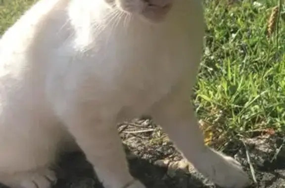 Chat perdu, Impasse des Malys, Ballaison - petite chatte aux yeux bleus - photo