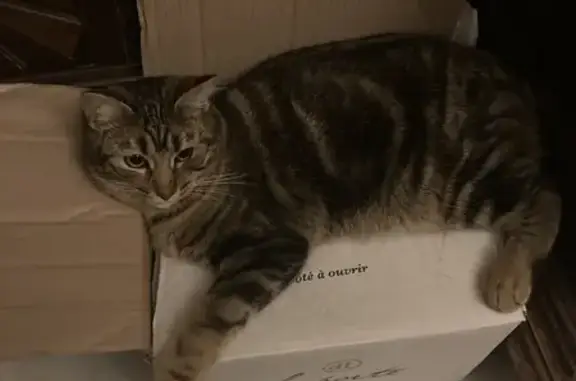 Perdu Chat homme, Rue Henri Barbusse, Rezé - tigré de 10 mois - photo
