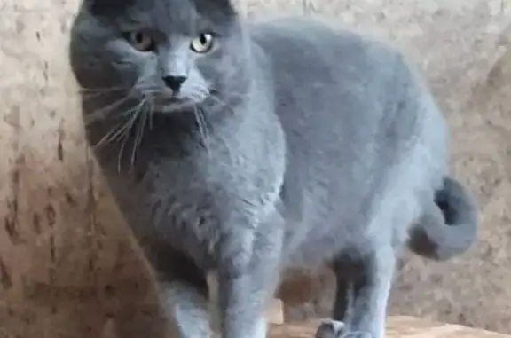 Chat perdu, Sainghin-en-Mélantois, photo: Perdu chat mâle, Chemin du Rouvray, Saint-Sulpice-sur-Risle - Chartreux gris