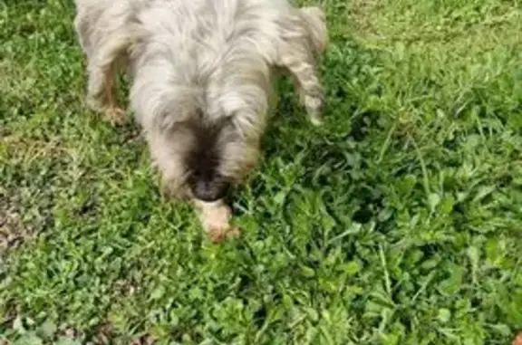 Animaux trouvés Orgères, photo: Trouvé Chien homme, Fort-Joual, 99, Orgères - fox terrier beige