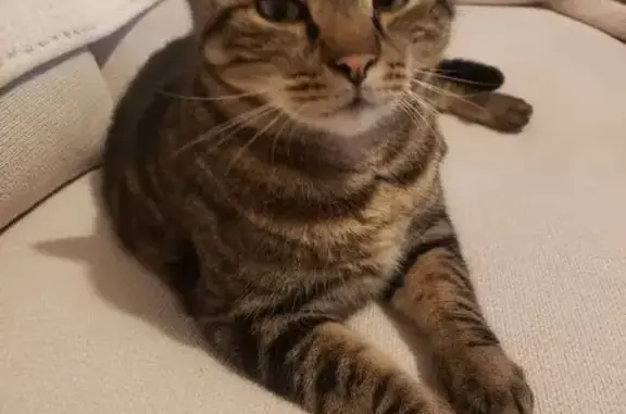 Animaux perdus Annecy, photo: Chat perdu, Rue Filaterie, 22, Annecy - type européen, 6kg300