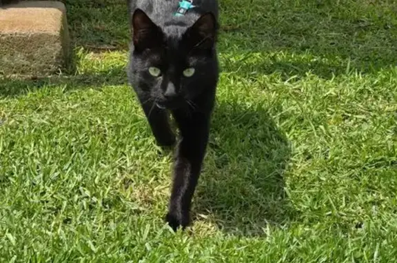 Lost male cat, Lill Bester Street, Riverlea - wearing a blue harness - photo