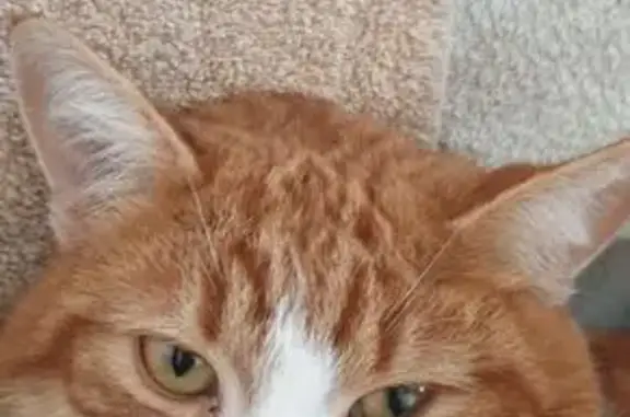 Зник кіт, вулиця Академіка Амосова, 33, Бровари - великий, більше 4 кг - photo