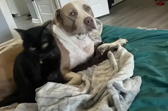 Lost Male Dog, Bluff Drive, 430, St. Louis - Super friendly - photo