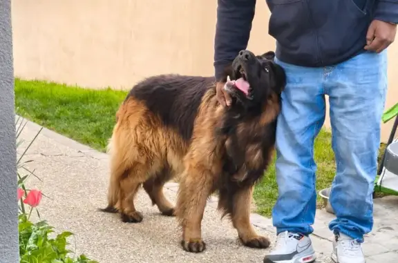 Chien trouvé Paris, photo: Trouvé Chien, Chemin de la Côté Mateau, Mantes-la-Ville - harnais, type berger belge