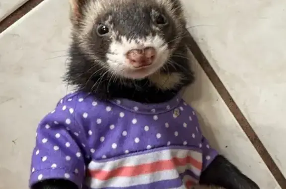 Lost male cat, Winter Springs Way, Jacksonville - black mask over eyes - photo