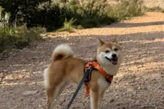 Chien perdu, Chemin de Favier À Pomme de Pin, La Fare-les-Oliviers - Shiba Inu nain roux - photo