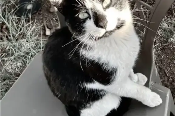 Missing cat Red Lake, photo: Lost male cat, Williams - upside down heart marking