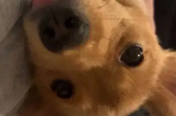 Lost female dog, West Cadmus Road, Petersburg - pink collar - photo