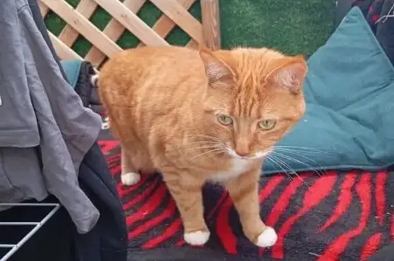 Animaux trouvés Gardanne, photo: Chat trouvé, Impasse Cadenel, Gardanne - roux avec yeux verts